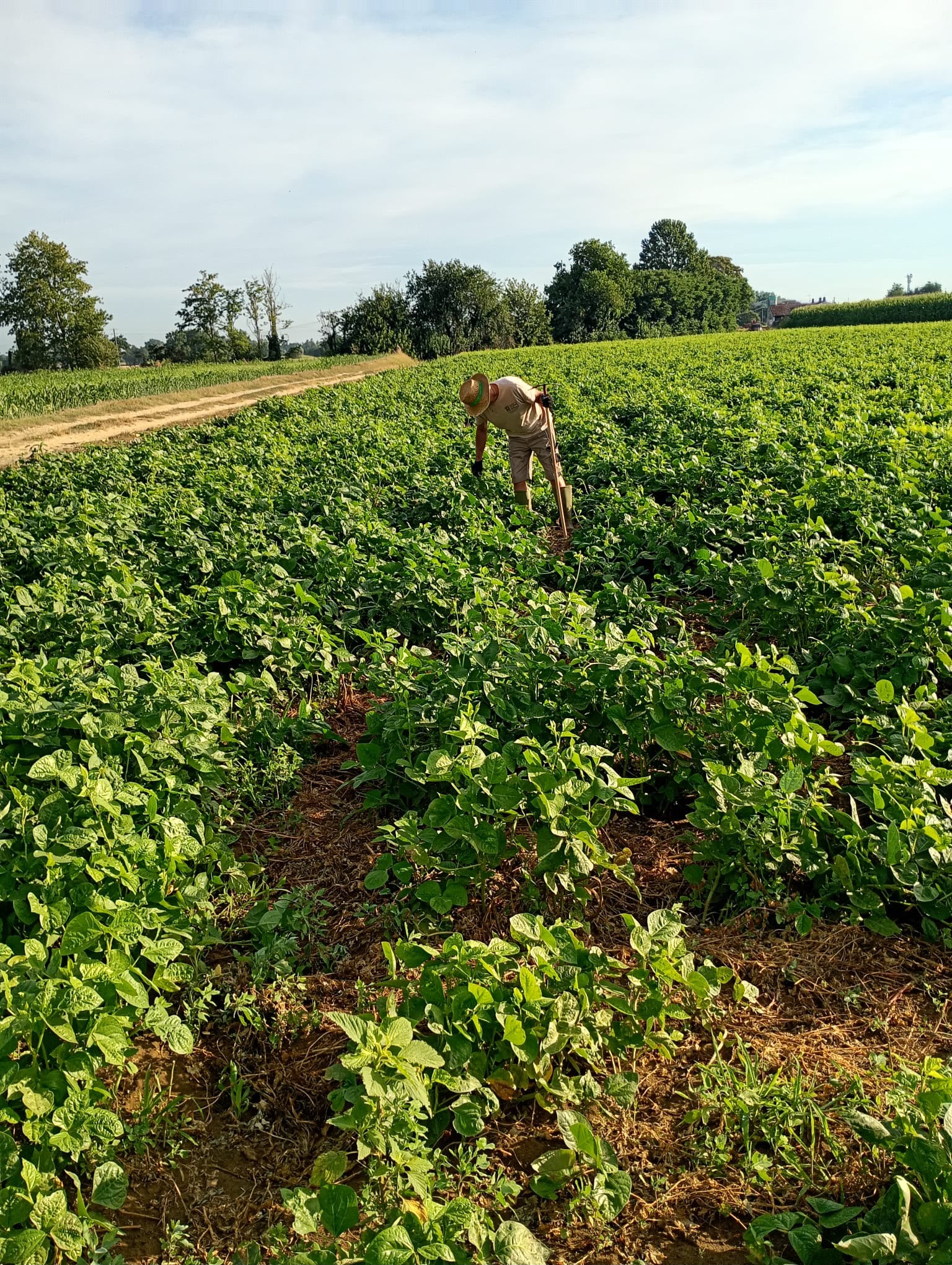 Piantine di fagiolino tra le file