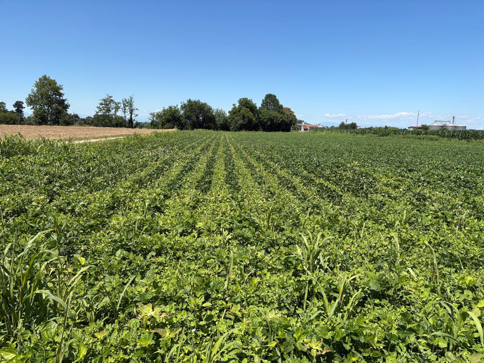 Filari di fagiolino con erbe selvatiche