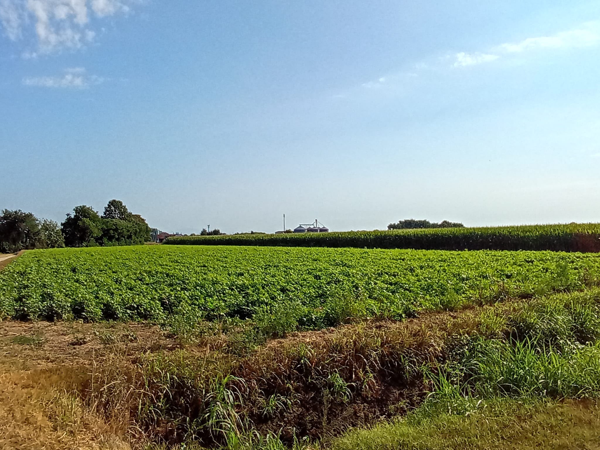 Il campo di fasulin verde e uniforme